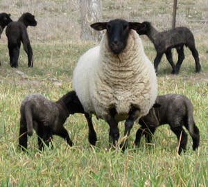 29lambs
