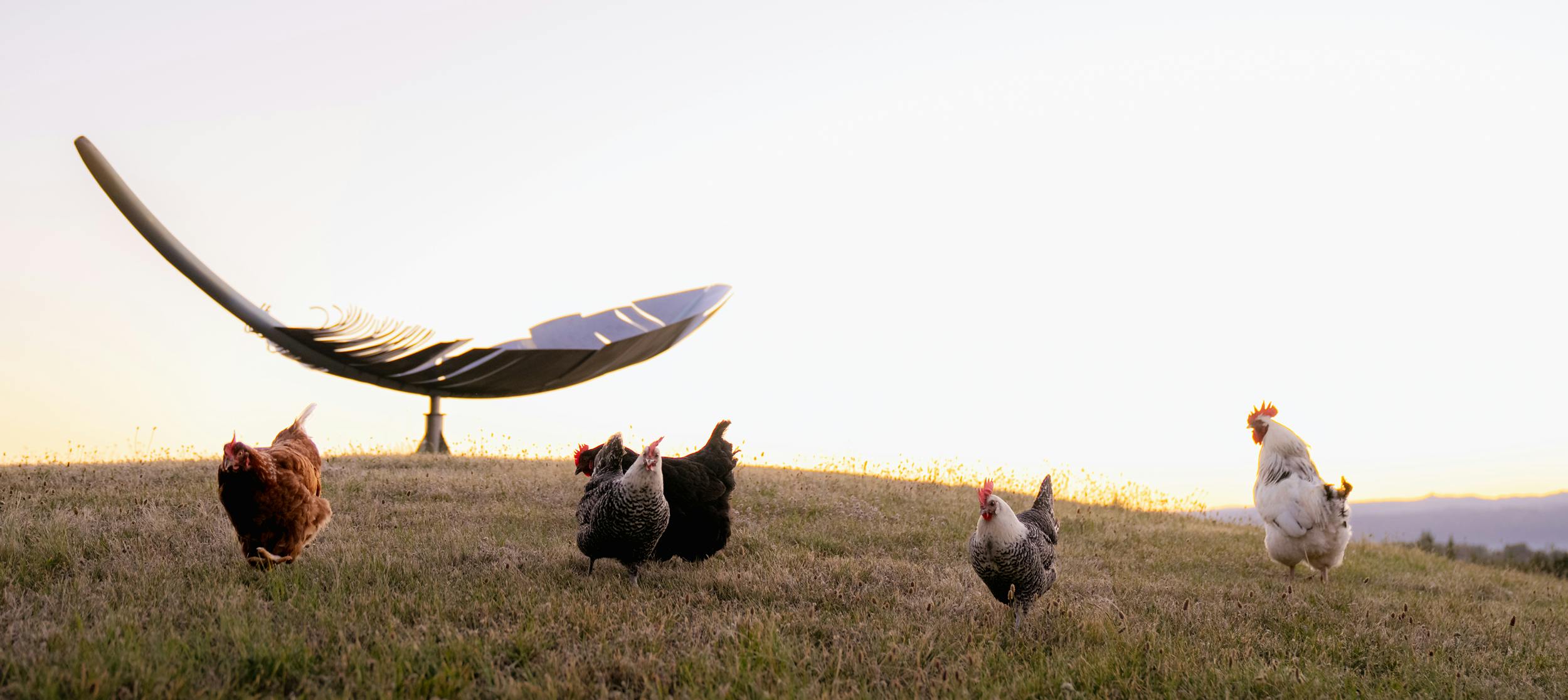 Chickens2