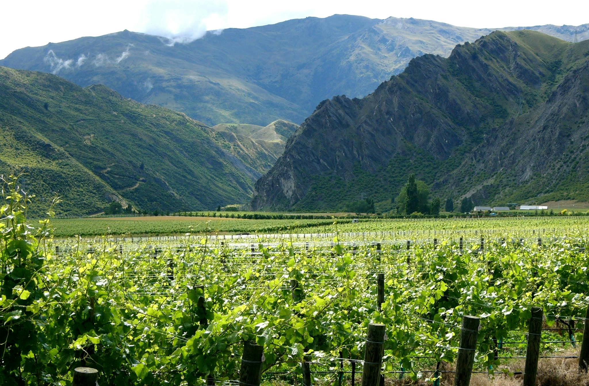 First Paddock Vineyard looking towards Nevis Bluff