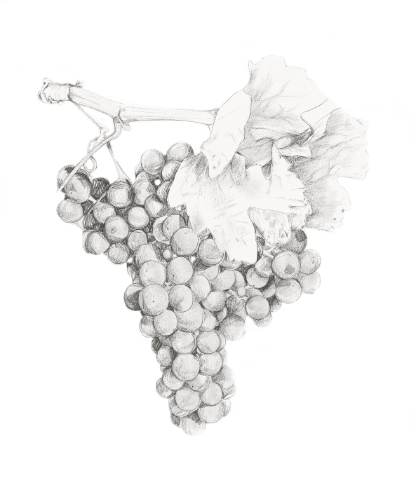 Grapes