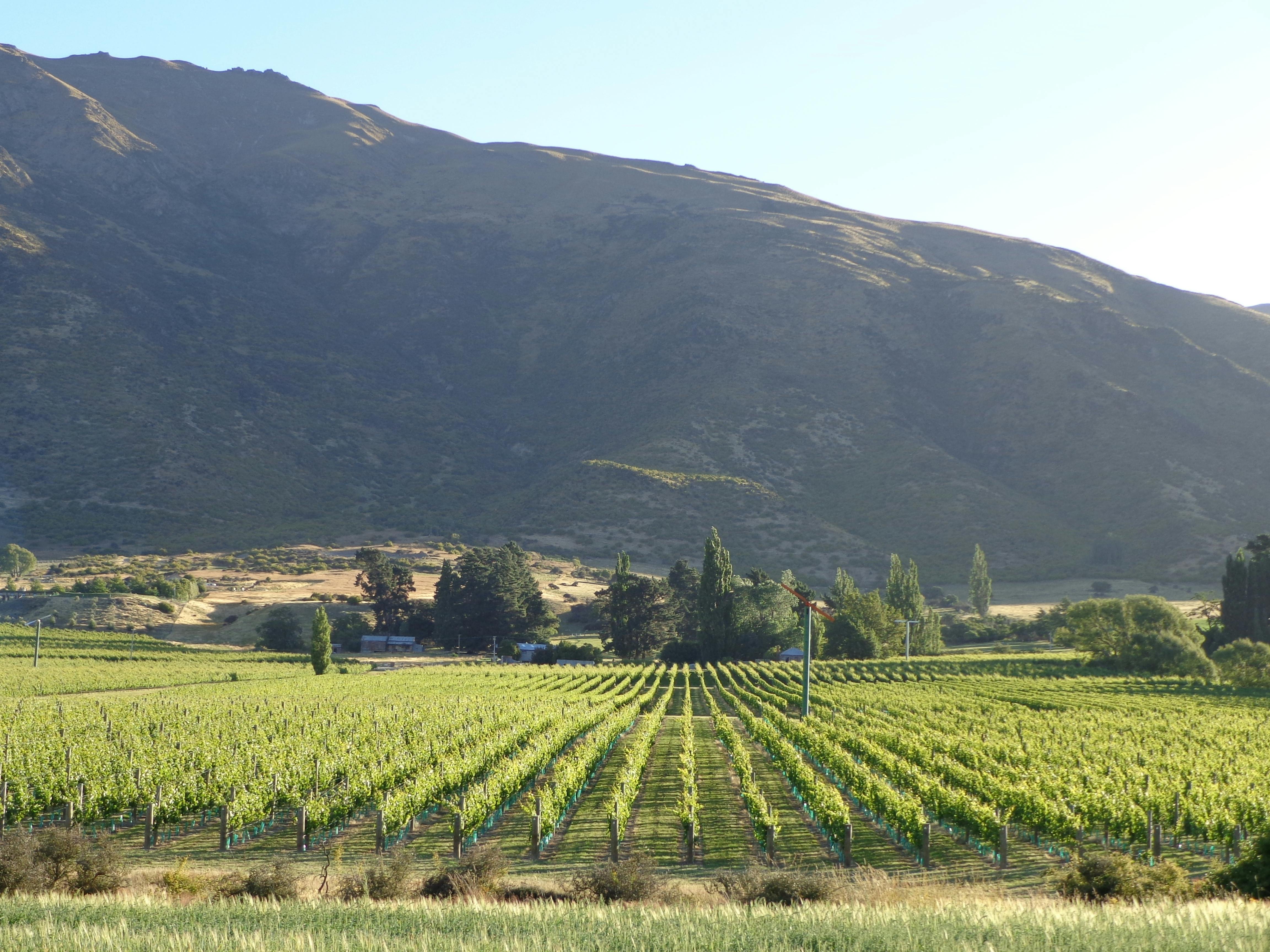 Two Paddocks First Paddock Vineyard Gibbston