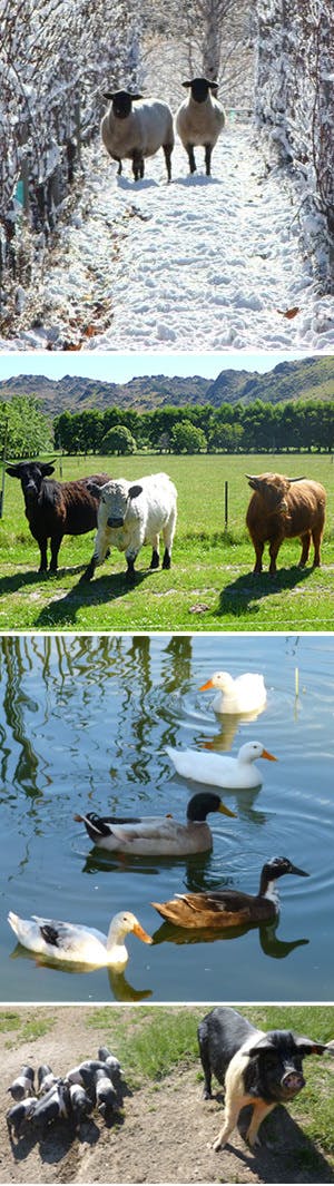 Animal group 2015