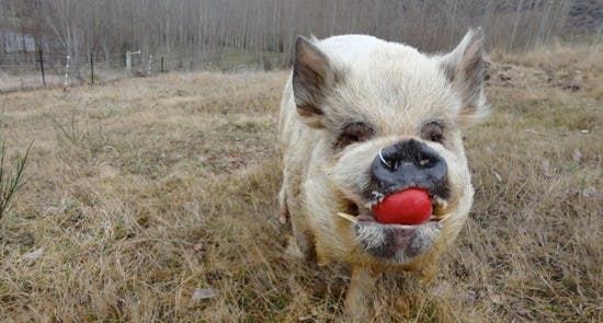 Apple pig