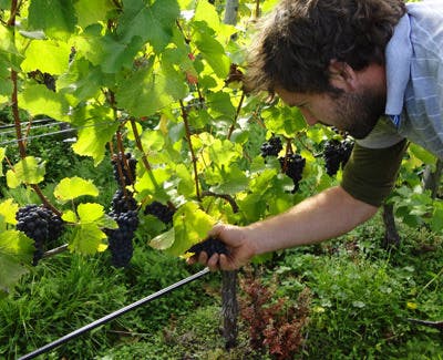 Approaching harvest 2012