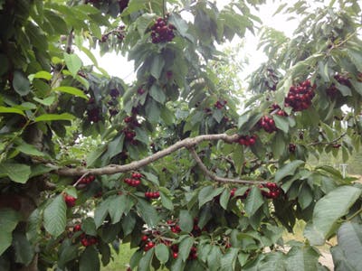 Cherry orchard