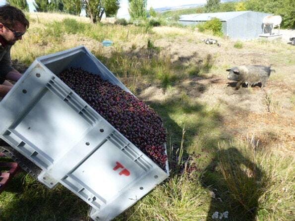 Cherry pigs1