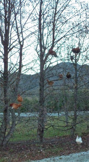 Chick trees