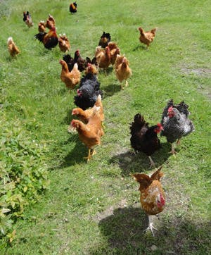 Chicken mob