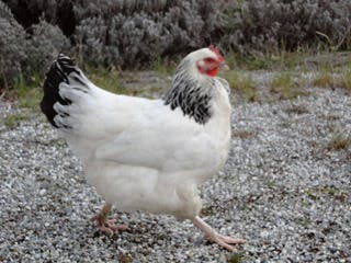 Chicken