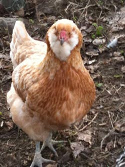 Chiken