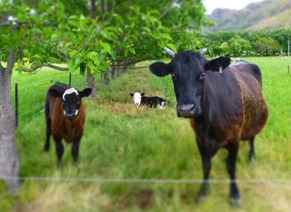 Cows 2013