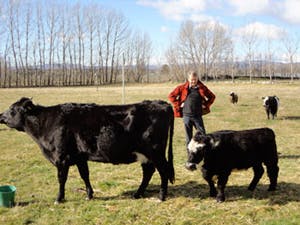 Cows1
