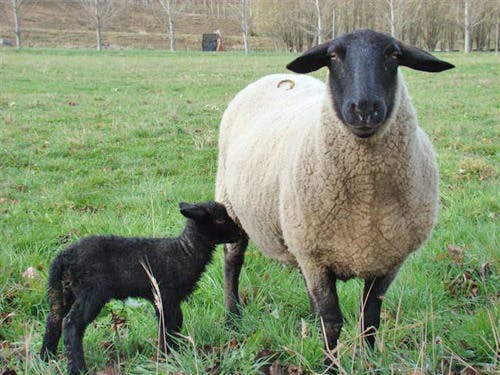 Cute lamb