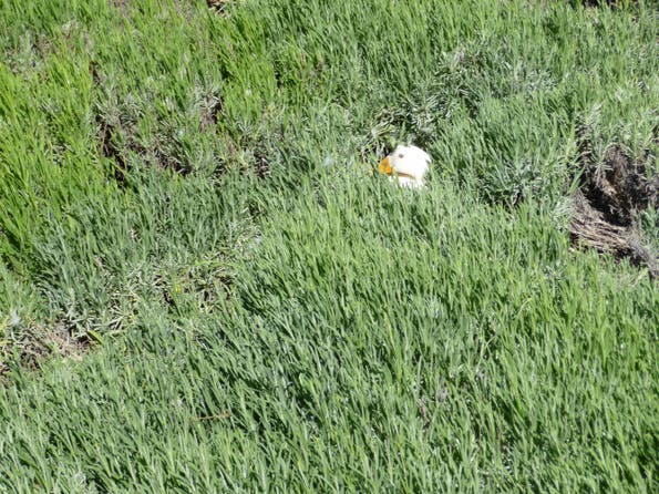 Duck nest