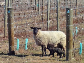 Earlylambs