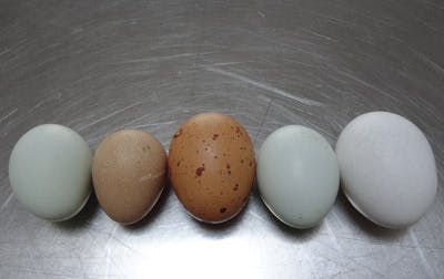 Eggs