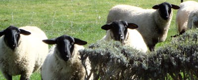 Ewe know