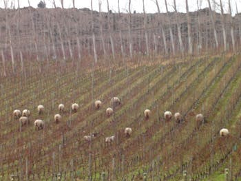 Ewe mowing