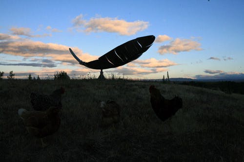 Feather sidney