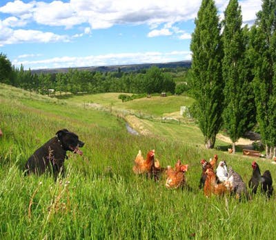 Fire chooks