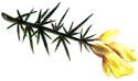 Gorse flower 150px