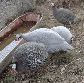 Guineafowl