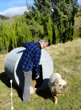 King pig