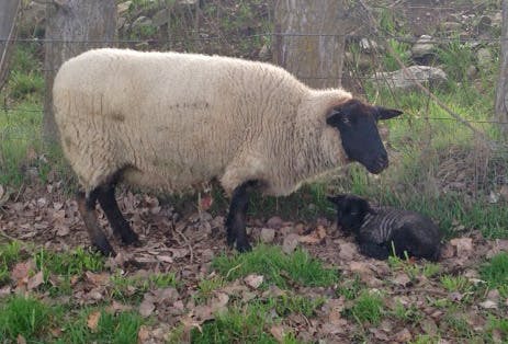 Lamb 2013