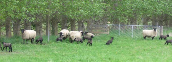 Lamb fecundity