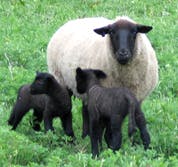 Lambsandmom sm