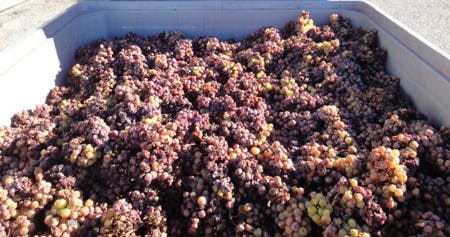 Late riesling