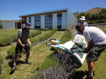 Lavender 2012