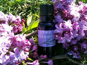 Lavender lilac