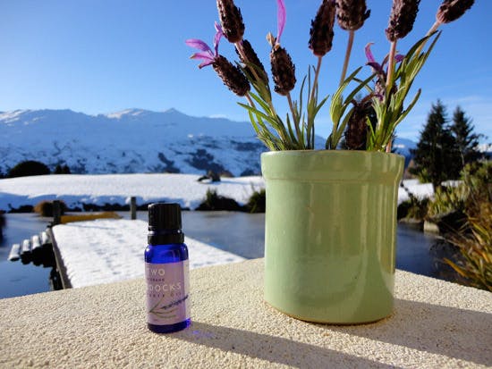 Lavender snow