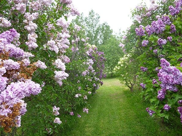 Lilac 2014 1