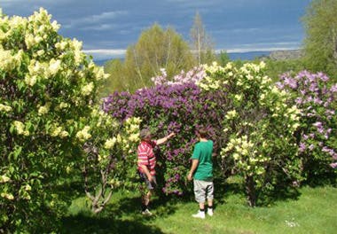 Lilacs 2012