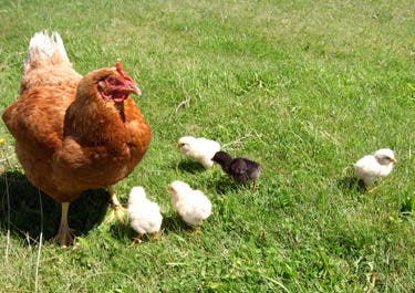 Mother chicks