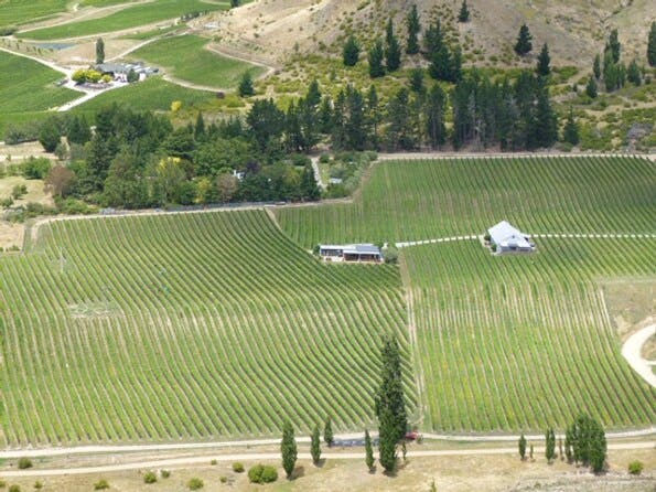 New vineyard2