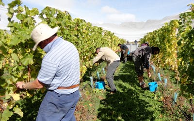 Picking 2011