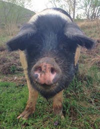 Pig 9 2013 2