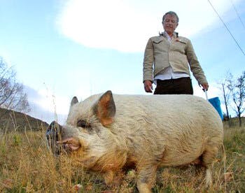 Pig bucket