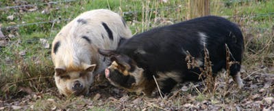Pig love 1