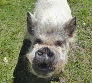 Pig story1