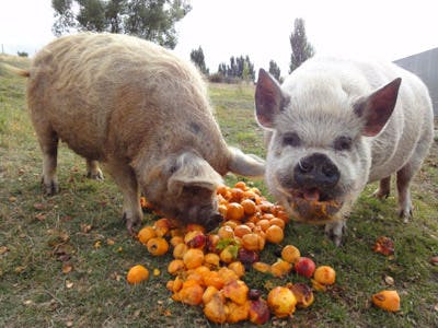 Piggy food