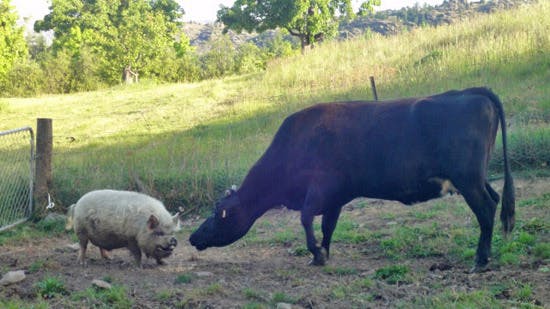 Piggy greeting