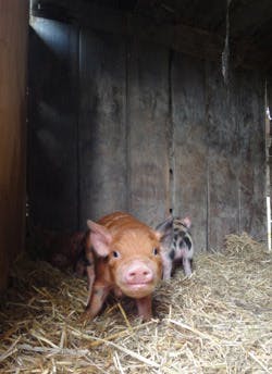 Piggy1
