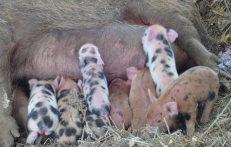 Piglets1
