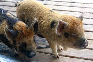 Pigs sm