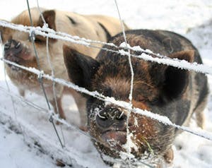 Pigs winter
