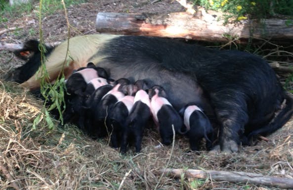 Poots babies 2
